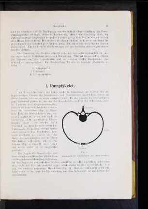 Schematischer Querschnitts des Rumpfskelets.