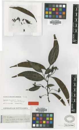 Guatteria maypurensis Kunth var. attenuata R.E.Fr.[isotype]
