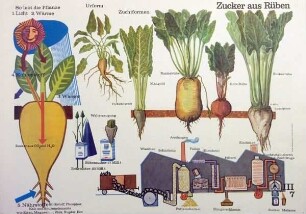 Zucker aus Rüben