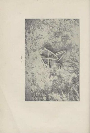 Abb. 7. Knochen