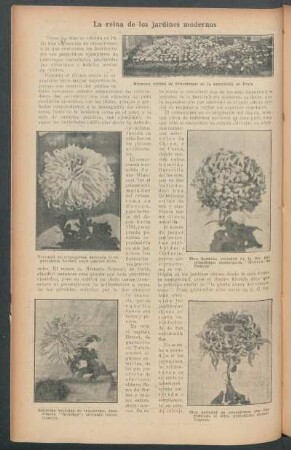 La reina de los jardines modernos