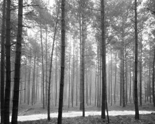 Rudow, Brandenburg, Deutschland, 2002