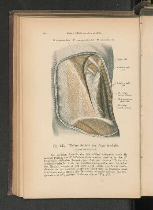Fig. 274. Tiefere Schicht der Regio lumbalis.