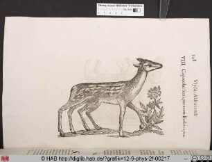 Capreolus hexapus cum Barbicapra.