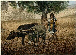 Paysan de Palestine. [Bauer aus Palästina]