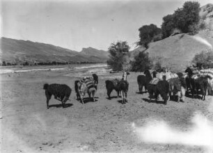 Lamaherde in der Puna : Blick auf eine Lamaherde beim Transport von Salz in der westlichen Puna im Tal des Rio San Juan del Oro.