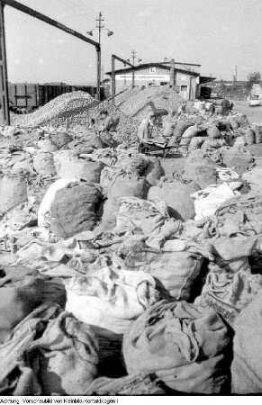 Dresden, Neustädter Hafen. Kommunaler Großhandelsbetrieb, Absacken von Kartoffeln für die Einkellerung, Herbst 1956