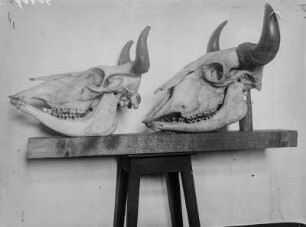Wisent- und Hausrindschädel : Schädel von einem Wisent (Bos bonasus Linnaeus) und einem Hausrind (Bos primigenius taurus Linnaeus).