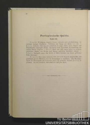 Portugiesische Quitte. Tafel 33.