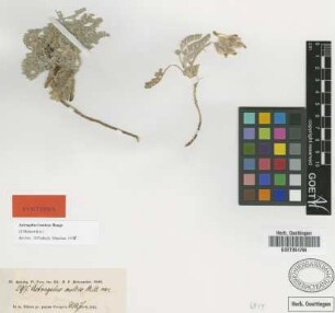 Astragalus mollis M.Bieb.