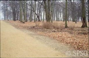 Potsdam, Park Sacrow, Strauchgruppe an der Kastanienallee.