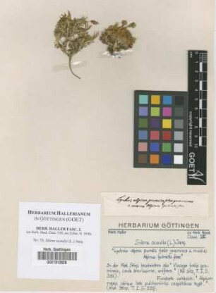 Silene acaulis (L.) Jacq.