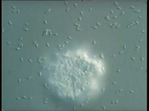Mycoplasma mobile - Morphologie, Vermehrung und Gleitbewegung