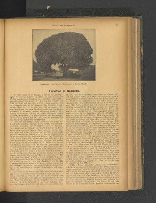 Tabakbau in Kamerun.