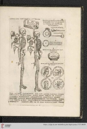 14 Est hic lapis pede longus et latus bessem