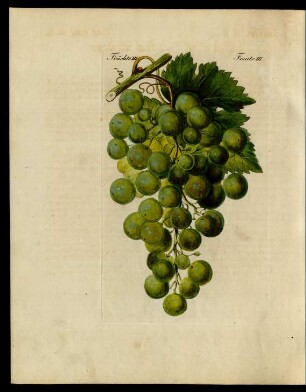 Wein-Sorten.