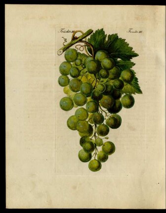 Wein-Sorten.