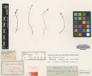 Voyria flavescens Griseb. [holotype]