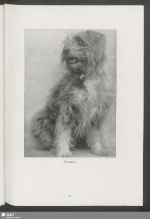 Schnauzer