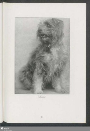 Schnauzer