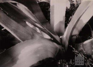 Agave