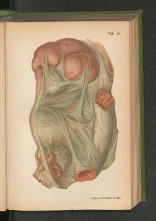 Tab. 23.