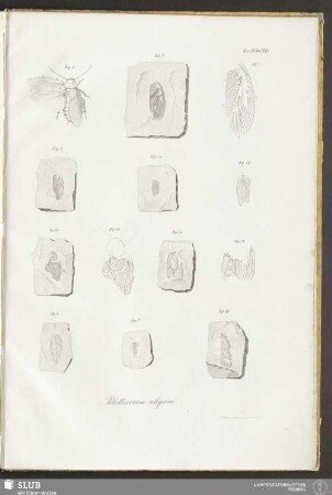 Fasc. VII. Tab. XXXI. Blattinarum reliquiae