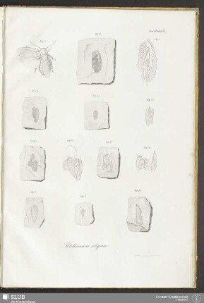 Fasc. VII. Tab. XXXI. Blattinarum reliquiae