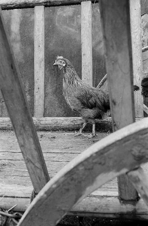 Ein Huhn