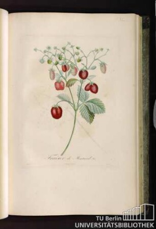 Pl. XL. Fraisier de Montreuil. No. 2.