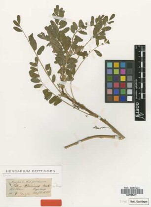 Astragalus khasianus Benth. ex Bunge [type]