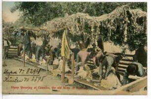 Camulos. Sheep Shearing at. Camulos, the old home of Ramona (Schafschur bei Camulos, der alten Heimat von Ramona)