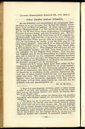 Ueber Carabus brabeus Schaufuss