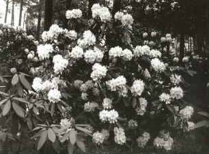 Dresden-Striesen. Volkspark, Hermann-Seidel-Park, ehemals Seidelsche Gärtnerei. Blühender Rhododendron unter Kiefern