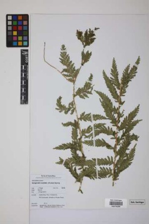 Selaginella exaltata (Kunze) Spring