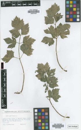 Apium graveolens L.