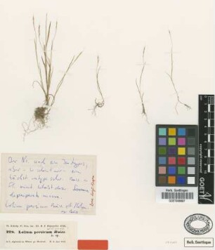 Lolium persicum Boiss. & Hohen. [isotype]