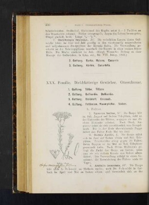 4. Gattung. Fetthenne, Mauerpfeffer. Sedum.