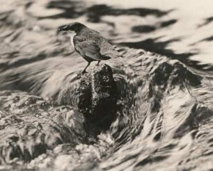 Wasseramsel (Cinclus cinclus L. ) auf auf einem Stein in Abflugstellung