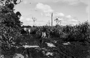 Unbefestigte Straße : Straße und möglicherweise ein Feld bei Rolândia und Londrina.
