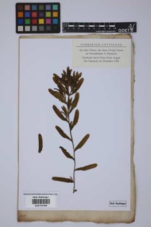 Potamogeton crispus L.