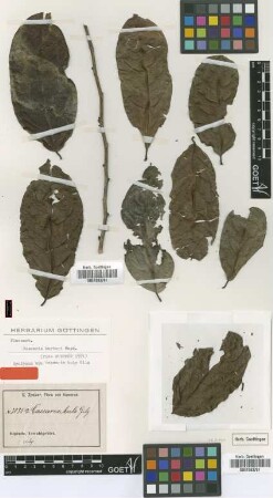 Casearia bule Gilg [syntype]