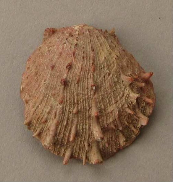 Shell