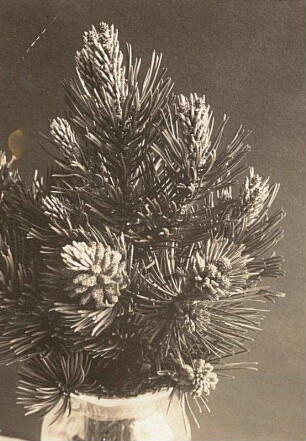 Europa. Bergkiefer (Pinus mugo) männliche und weibliche Blüten