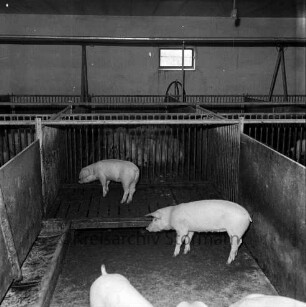 Kreisbauernverband Stormarn: Zarpen: Einladung des Juniorenkreises der Industrie- und Handelskammer Lübeck auf landwirtschaftlichen Musterbetrieb "Zarpener Hof" von Hans-Joachim Scheibler: Blick in den Schweinestall