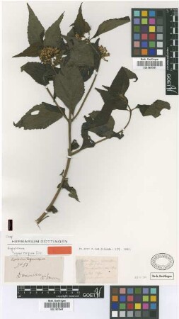 Eupatorium trigonocarpum Griseb. [type]