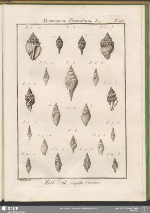 Pl. 440. Pleurotome. Pleurotoma. &c.