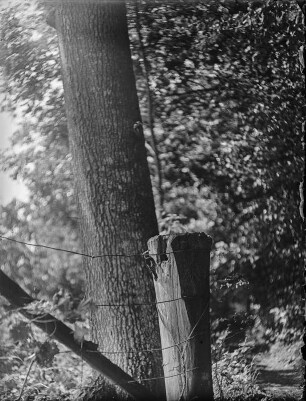 Buntspecht : Buntspecht (Dendrocopus major Linnaeus) an der Nisthöhle.