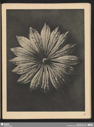 Astrantia major - Große Sterndolde (10mal vergrößert)