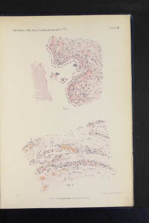 Jahrbücher d. Hamburg. Staatskrankenanstalten. VI. 2. Tafel VIII.
